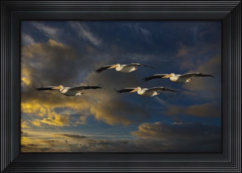 Framed Pelican Foursome Print