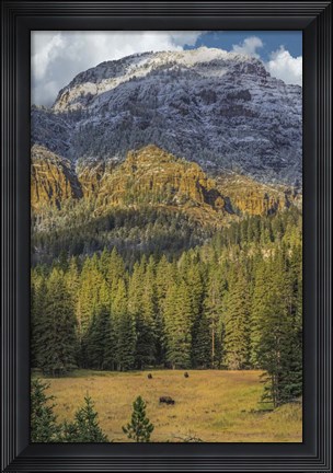 Framed Bison Grazing In The Yellowstone Grand Landscape Print