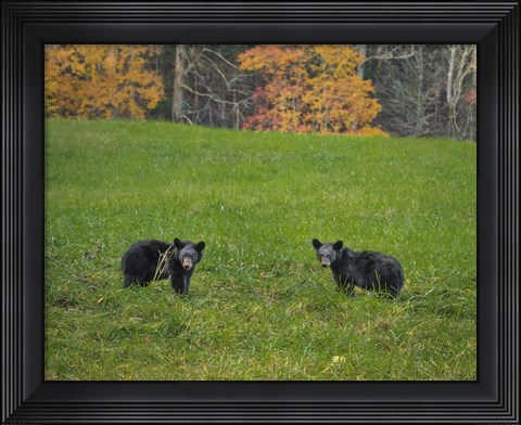 Framed Black Bear Cubs Print