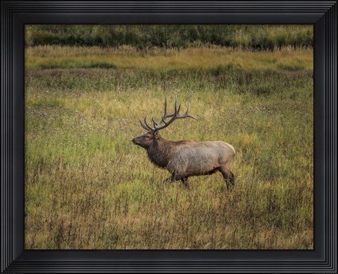 Framed Bull Elk Yellowstone Print