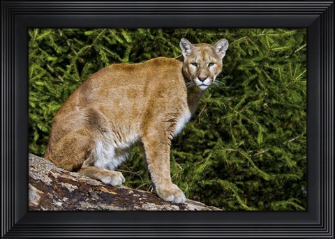 Framed Cougar Print