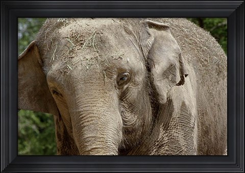 Framed Elephant Print
