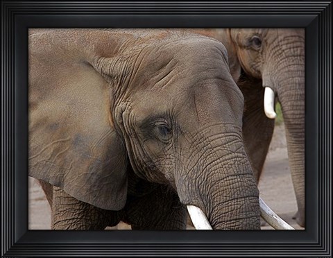 Framed Elephants 2 Print