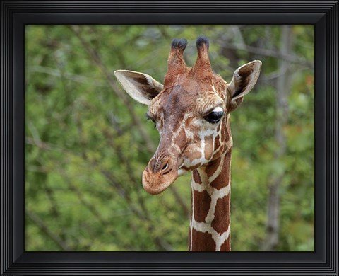 Framed Giraffe Print