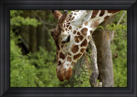 Framed Giraffe 2 Print