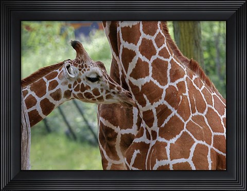 Framed Giraffe And Calf Print