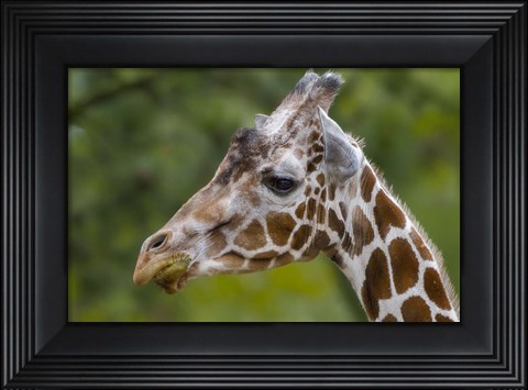 Framed Giraffe Portrait Print