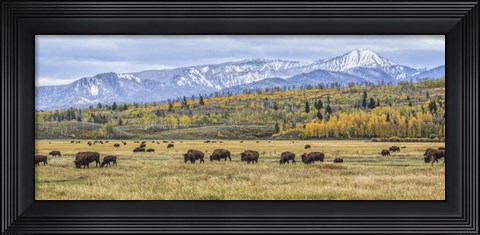 Framed Grand Teton Bison Grazing Print