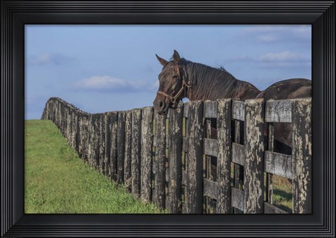 Framed Hanging Out Print