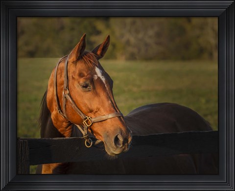 Framed Horse Portrait Print