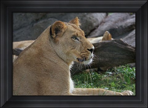 Framed Lioness Print