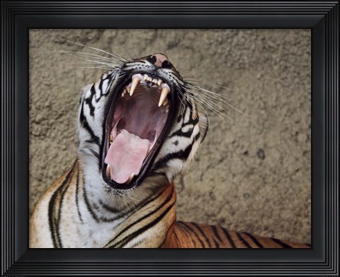 Framed Malayan Tigress Yawn Print