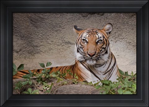 Framed Malayan Tigress Print