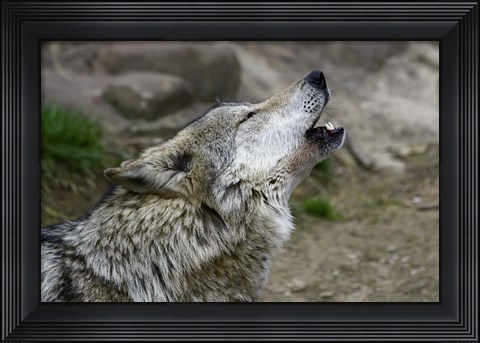 Framed Mexican Wolf Print