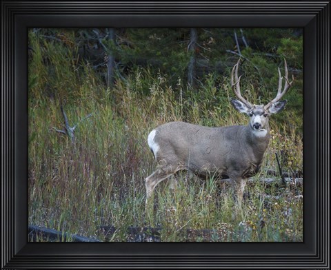Framed Mule Deer Buck Print