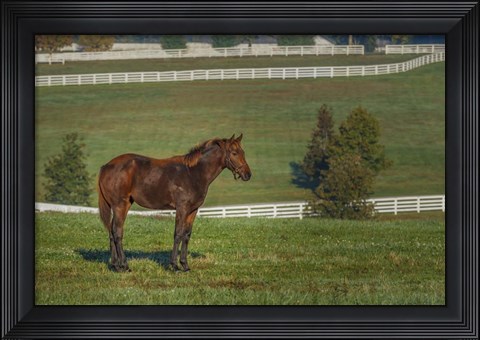 Framed Out Standing In His Field Print