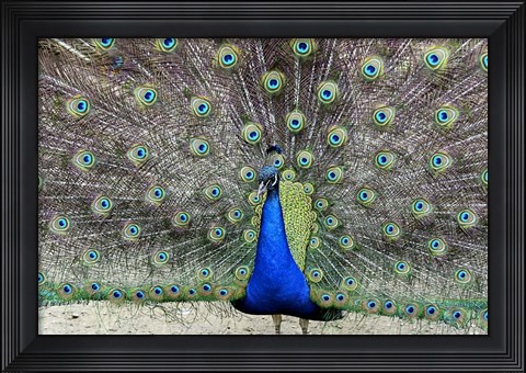 Framed Peacock 1 Print