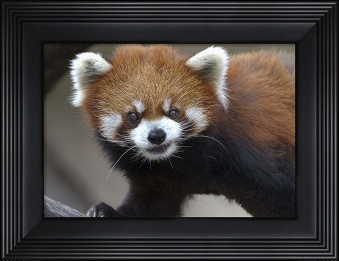Framed Red Panda Print