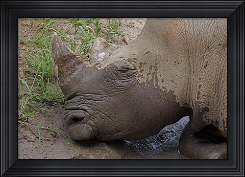 Framed Rhino Print