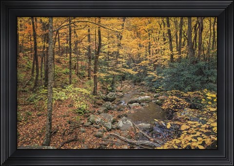 Framed Roaring Fork Stream Print