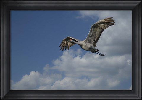 Framed Sandhill Crane In Flight Print