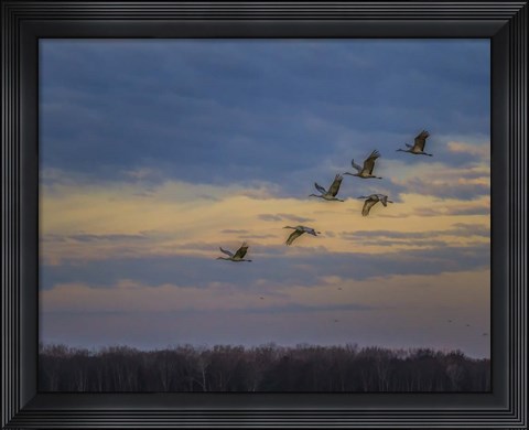 Framed Sandhill Cranes At Sunrise Print