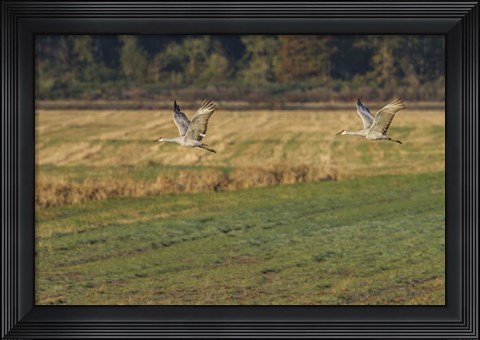 Framed Sandhills Take Flight Print