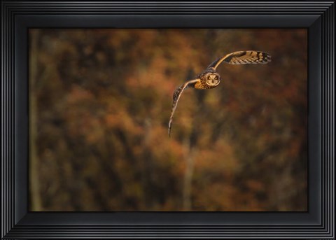 Framed Short Eared Owl Print