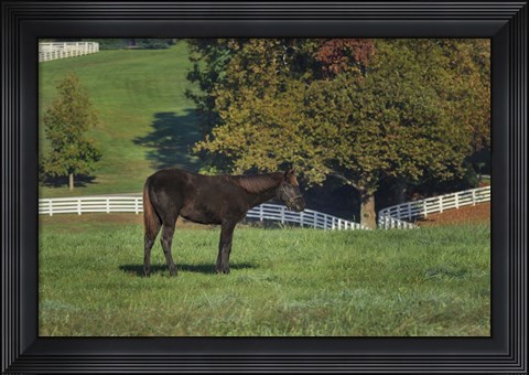 Framed Mane Event Print