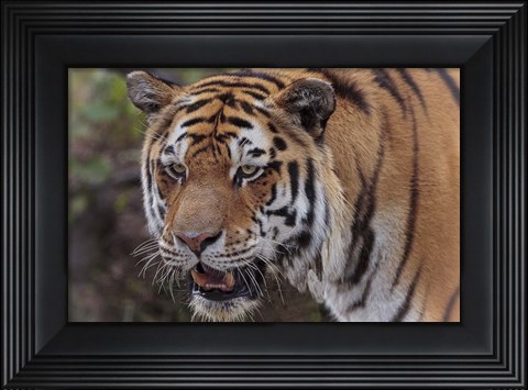 Framed Tiger Print