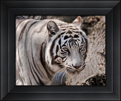 Framed White Tiger 2 Print