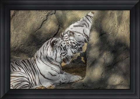 Framed White Tiger Headbutt Print