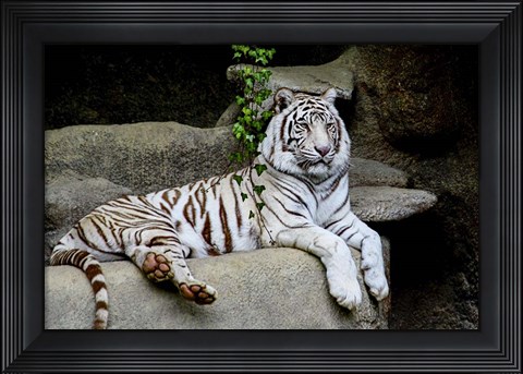 Framed White Tiger Print