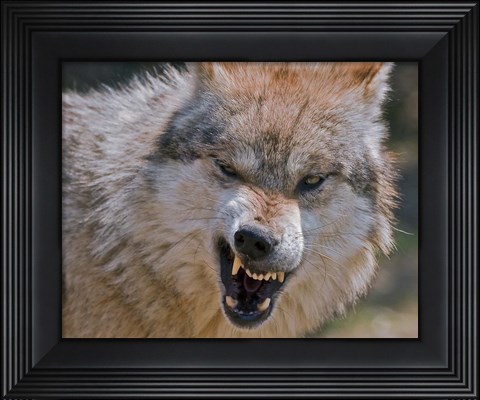 Framed Wolf Print