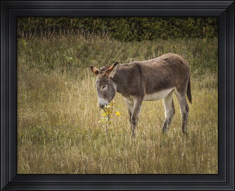 Framed Young Burro Print