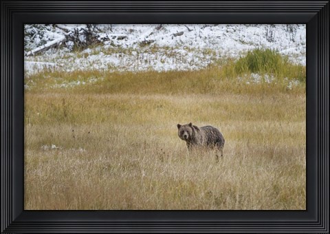 Framed Young Grizzly In Yellowstone Print