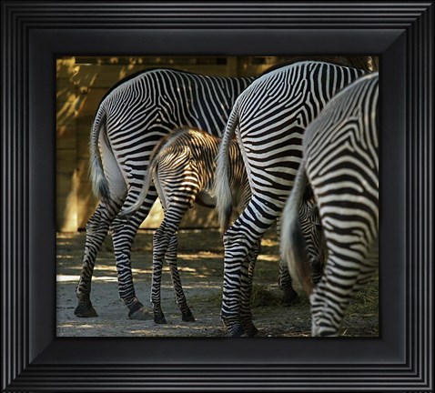 Framed Zebra Bottoms Print