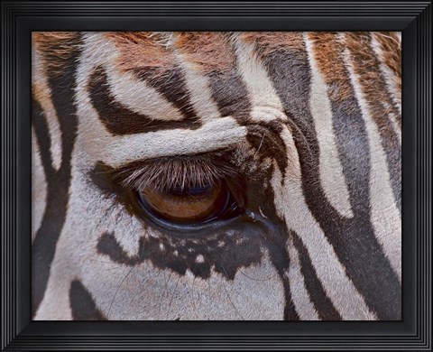 Framed Zebra Eye Print