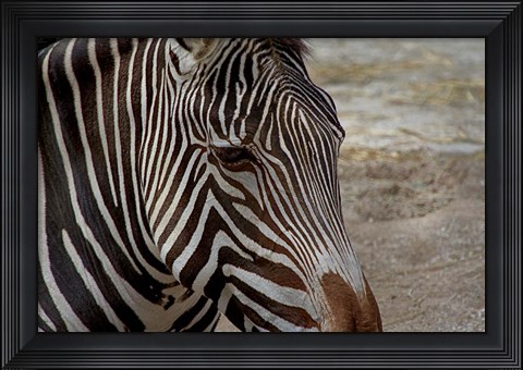 Framed Zebra Print