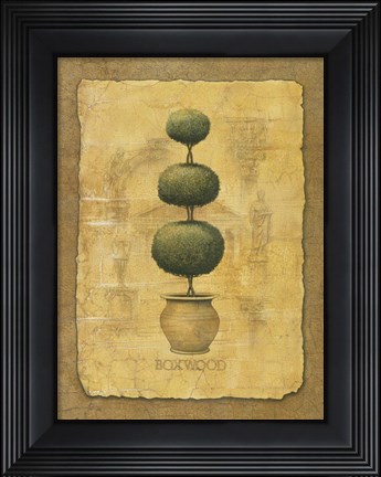Framed Boxwood Print