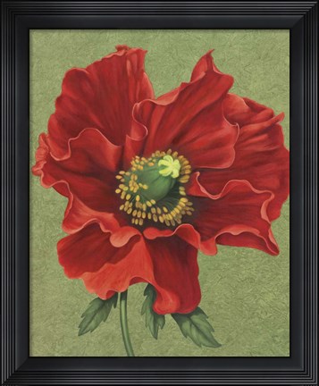 Framed Red Poppy 2 Print