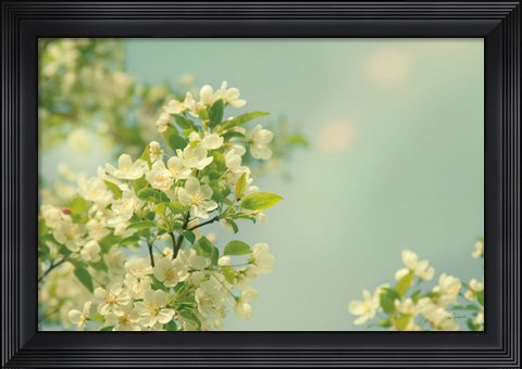 Framed Spring Beauty I Print