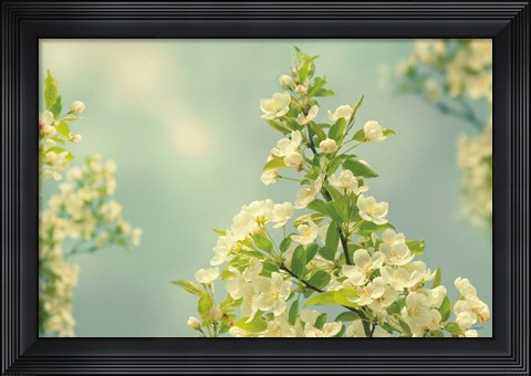 Framed Spring Beauty II Print