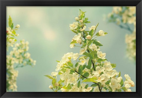 Framed Spring Beauty II Print