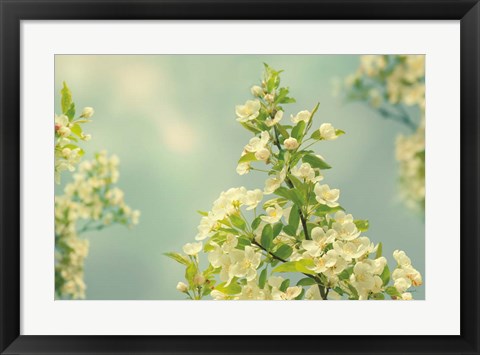 Framed Spring Beauty II Print