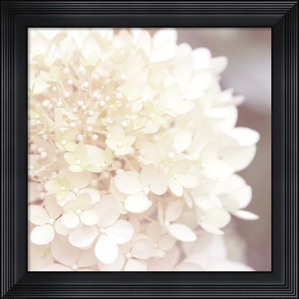 Framed Hydrangea Dream I Print
