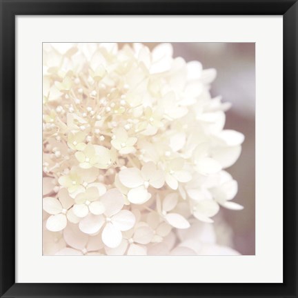 Framed Hydrangea Dream I Print