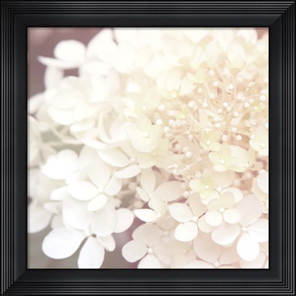 Framed Hydrangea Dream II Print