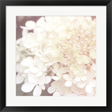 Framed Hydrangea Dream II Print