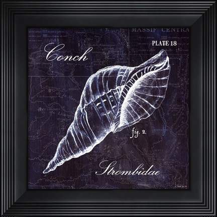 Framed Conch Print